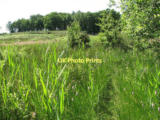 Photo 6"x4" Orchids beside the path on Holt Lowes Holt\/TG0838 c2011
