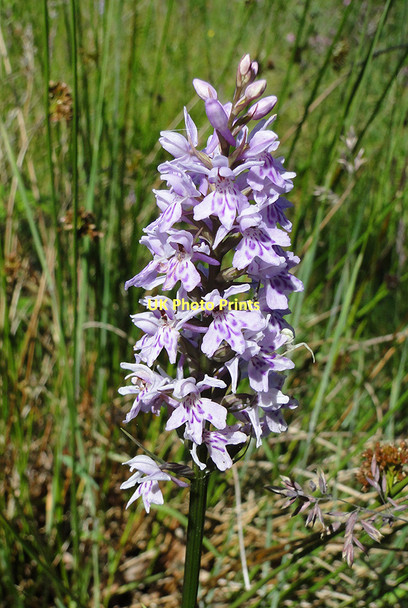 Photo 6"x4" Early Marsh Orchid on Holt Lowes Holt\/TG0838 c2011