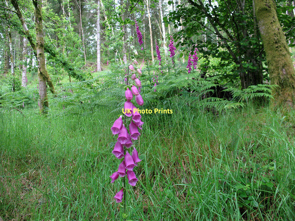 Photo 6"x4" Foxgloves in Brundholme Wood Keswick\/NY2623 c2011
