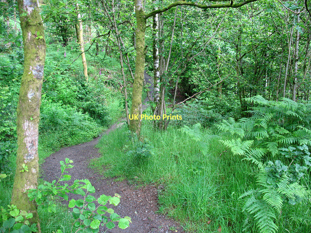 Photo 6"x4" Footpath in Brundholme Wood Keswick\/NY2623 c2011
