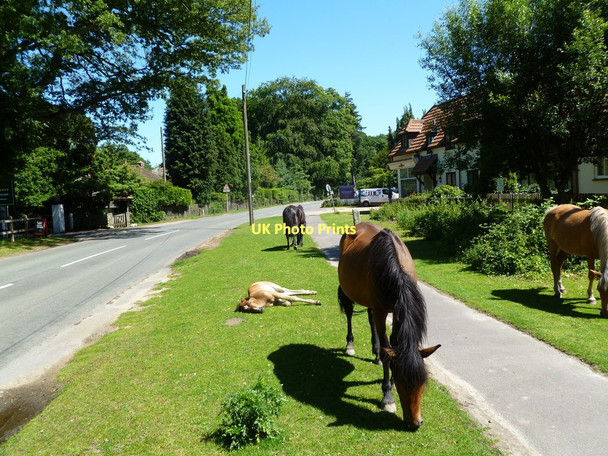 Photo 6"x4" Burley, ponies Burley\/SU2103 c2011