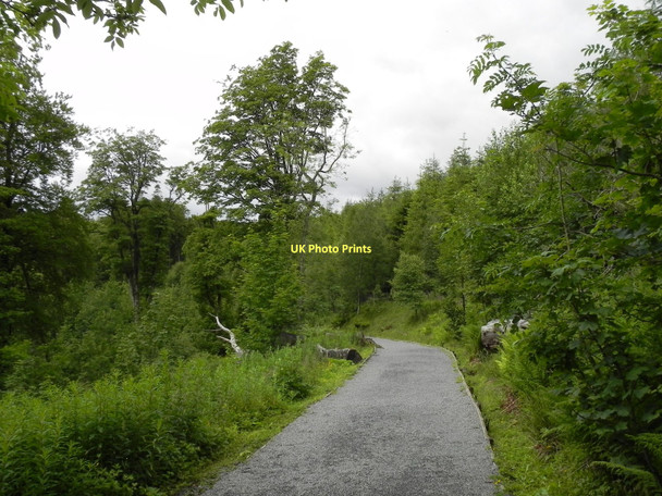 Photo 6"x4" The Path to High Force Ettersgill c2011