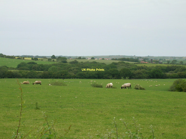 Photo 6"x4" Farmland off the A171 Egton c2011