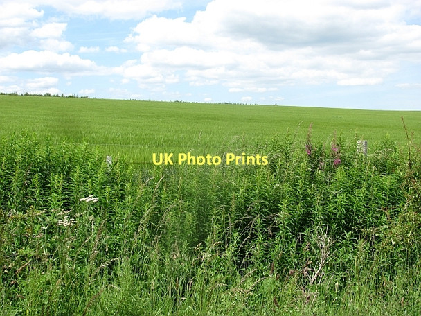 Photo 6"x4" Barley field, Hadden Rig Kerchesters c2011