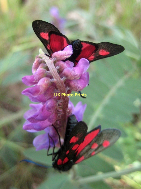 Photo 6"x4" Five-spot Burnet moth, Zygaena trifolii (4) Carr Gate c2011