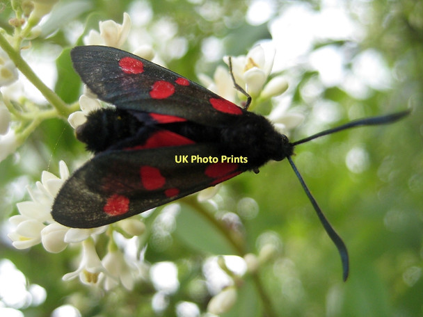 Photo 6"x4" Five-spot Burnet moth, Zygaena trifolii (6) Carr Gate c2011