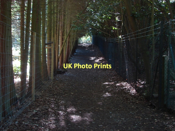 Photo 6"x4" Footpath near Worplesdon church Worplesdon c2011
