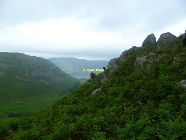 Photo 6"x4" On Howstead Brow Martindale c2011