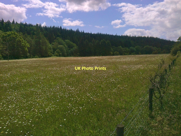 Photo 6"x4" Wildflower Meadow, Hamsterley Forest Bedburn c2011