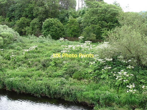 Photo 6"x4" The Cambuslang bank of the Clyde Carmyle c2011