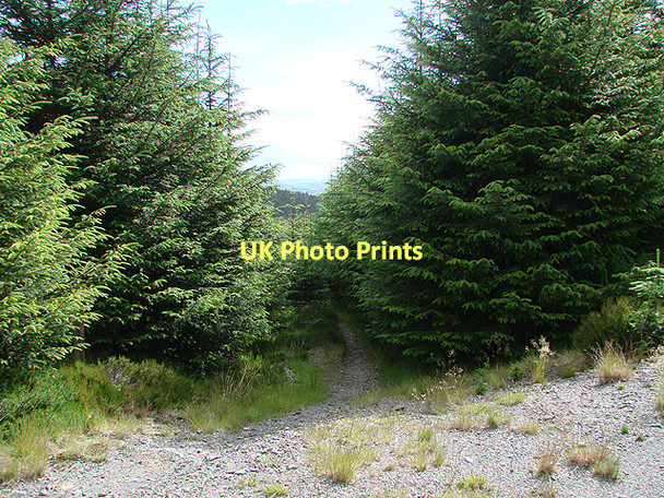 Photo 6"x4" Footpath to Panty-yr-esgair Tynyrwtra\/SN8885 c2011