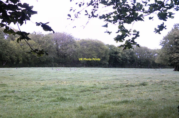 Photo 6"x4" Canada Geese, Mountain Park, Llanteg Llanteg c2011