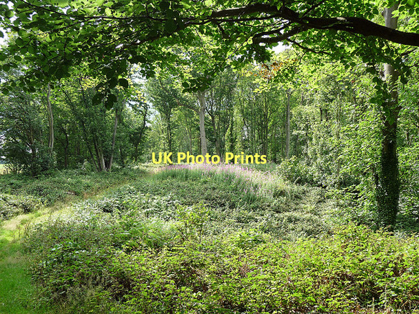 Photo 6"x4" Badger Dingle near Ackleton (2) Badger c2010