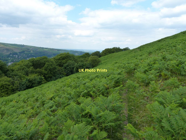 Photo 6"x4" Above Ragleth Wood Church Stretton c2011