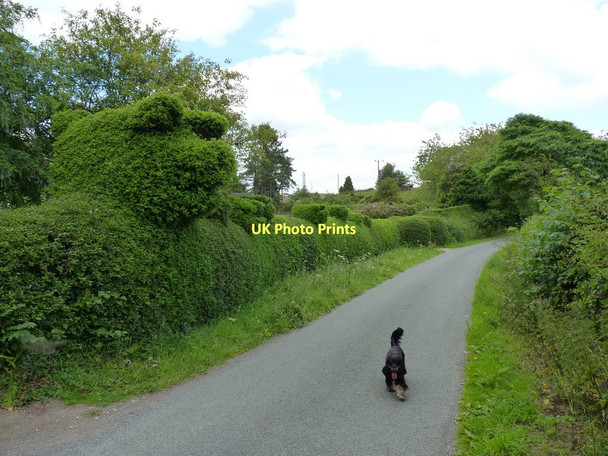 Photo 6"x4" A mixed menagerie on Hazler hill Chelmick c2011
