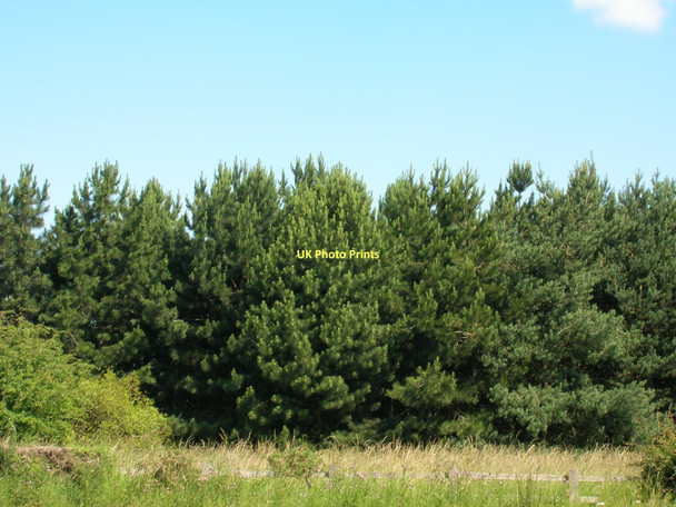 Photo 6"x4" Woodland beside the A1237 Clifton Moor c2011