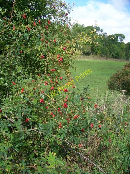 Photo 6"x4" Rose hips, Throope Bottom Bishopstone\/SU0725 c2009