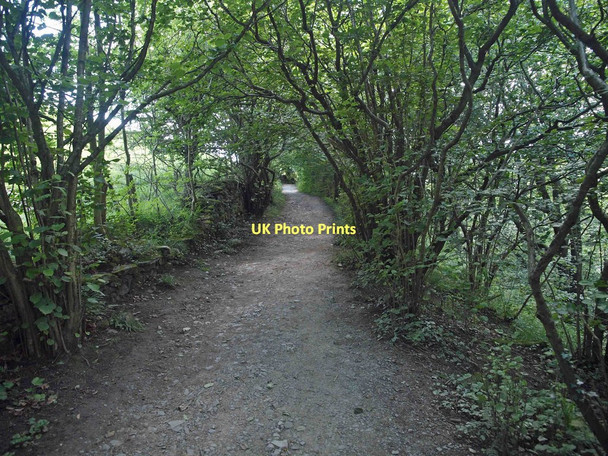 Photo 6"x4" Quarry wood on the Ingleton waterfall walk Ingleton\/SD6973 c2011