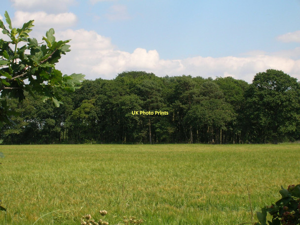 Photo 6"x4" Farmland and Rush Plantation Raskelf c2011
