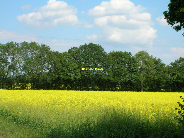 Photo 6"x4" Farmland near Boscar Moor Farm Raskelf c2011