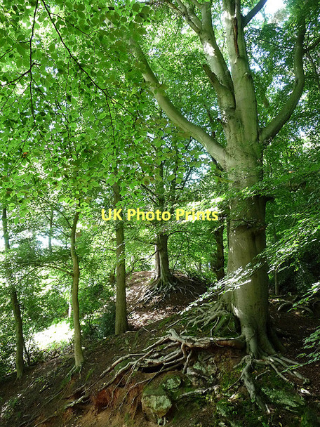 Photo 6"x4" Corbet Wood, Grinshill (2) Grinshill c2010