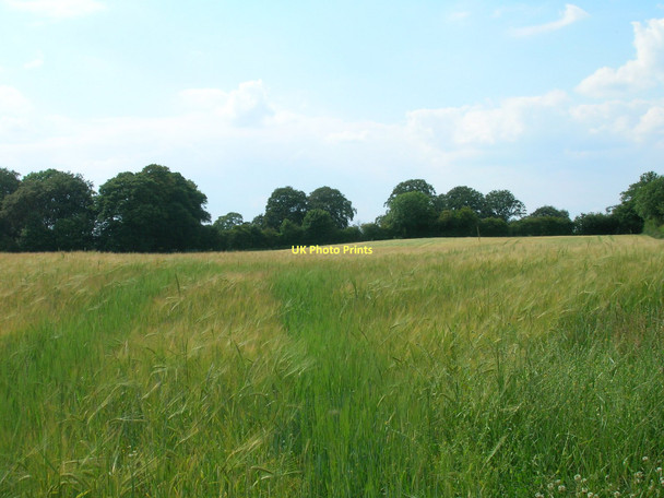 Photo 6"x4" Farmland west of Tollerton Tollerton\/SE5164 c2011