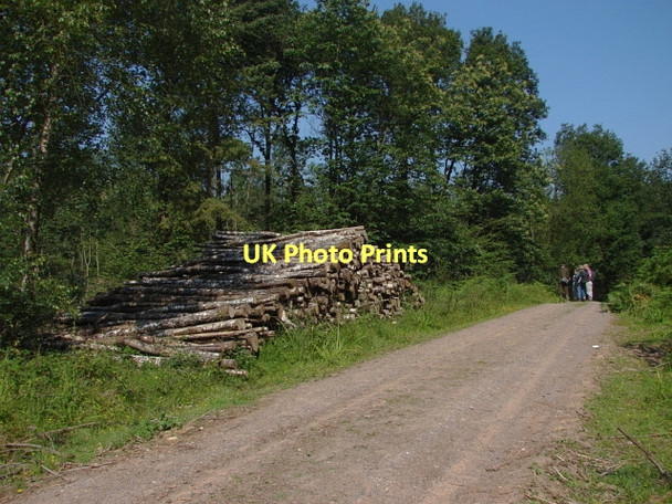 Photo 6"x4" Tugley Wood Highstreet Green\/SU9835 c2011 P1