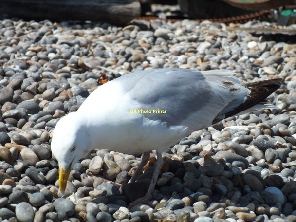 Photo 6"x4" Seagull feeding Seaton\/SY2490 c2011