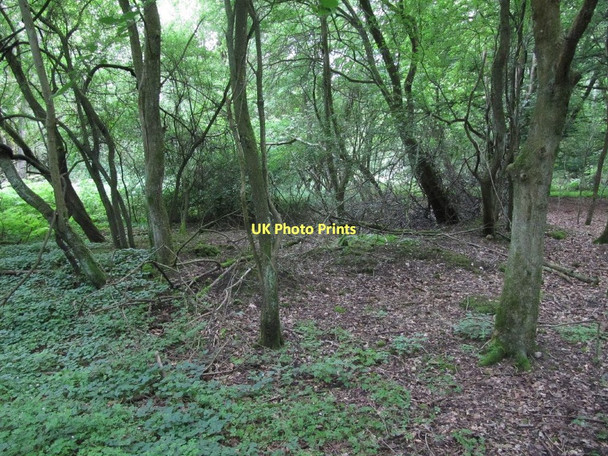 Photo 6"x4" Lumps in the wood Catslip c2011