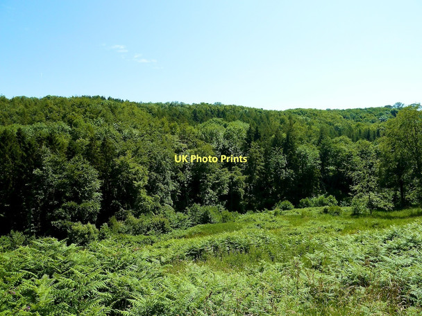 Photo 6"x4" Clearing above East Row Beck, Mulgrave Woods Dunsley\/NZ8511 c2011