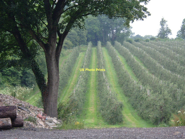 Photo 6"x4" Growing steady Hensting c2011