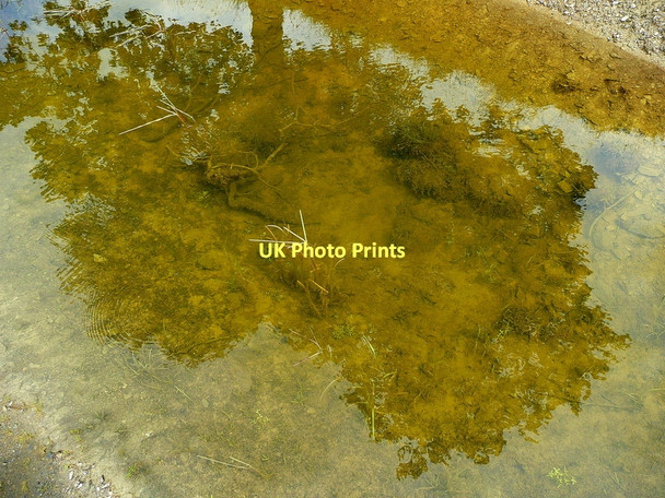Photo 6"x4" Arborial reflection Abergwesyn c2011