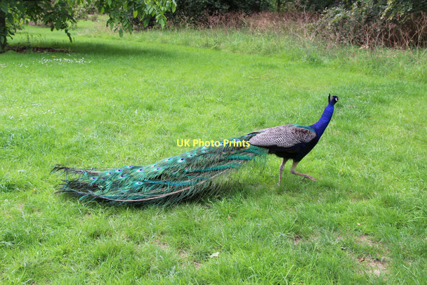 Photo 6"x4" Peacock, Kew Gardens, London Brentford c2011