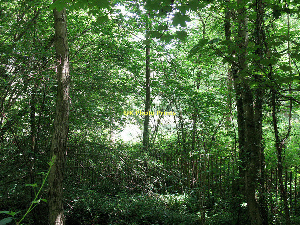 Photo 6"x4" Secluded pond near Eridge Birchden c2011