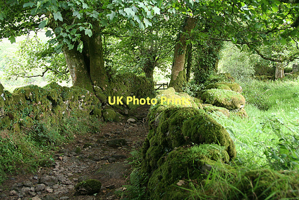 Photo 6"x4" Dartmoor Forest: path to Dartmeet Dartmeet c2011