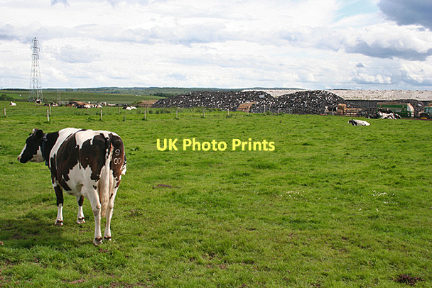 Photo 6"x4" Black and White at Drumduan Auldearn c2011