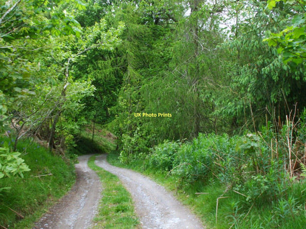 Photo 6"x4" Road to Warren Wood Llanfihangel-nant-Melan c2011