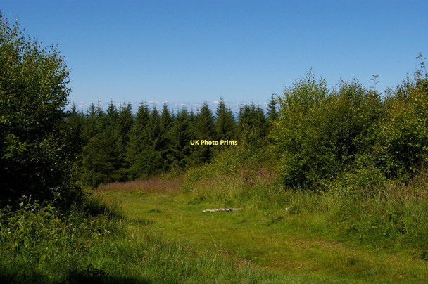 Photo 6"x4" Conifer plantation, Wootton Common Cowbridge\/SS9542 c2011