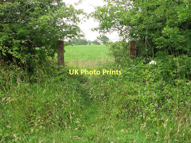 Photo 6"x4" A gap in the hedge Hemp Green c2011