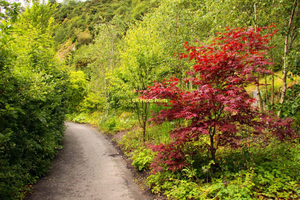 Photo 6"x4" Path past trees in the Eden Project Bodelva c2011