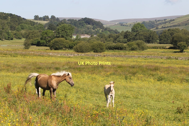 Photo 6"x4" Moss Carr Farm Glutton Bridge c2011