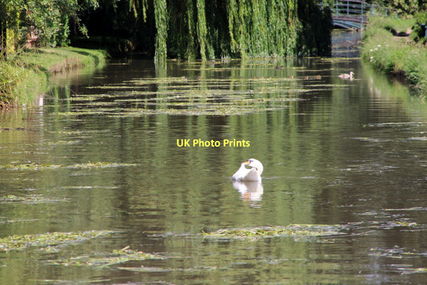 Photo 6"x4" New River, Broxbourne, Hertfordshire Hoddesdon c2011