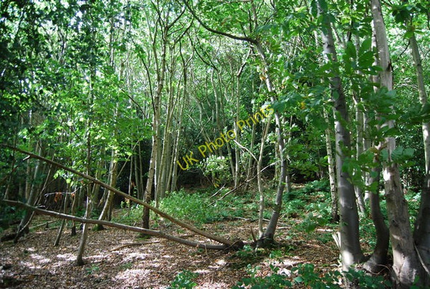 Photo 6"x4" Beech Wood, Groombridge Birchden c2009