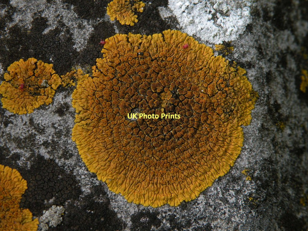 Photo 6"x4" Lichen in Mill Road Cemetery Cambridge\/TL4658 c2011