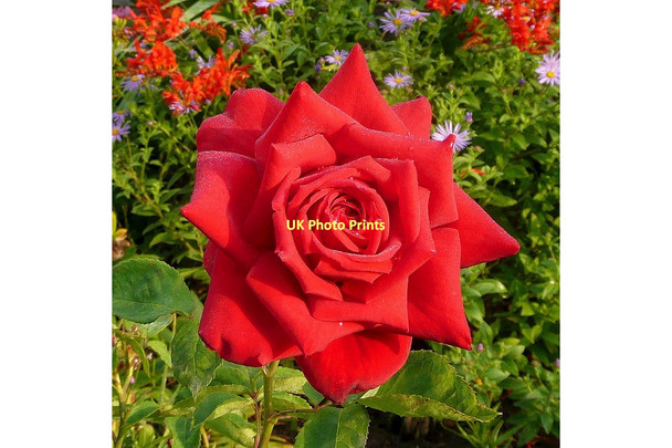 Photo 6"x4" Red rose perfection Bromsash c2011
