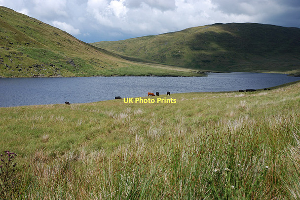 Photo 6"x4" Cattle grazing at Nant-y-moch Drosgol\/SN7587 c2011
