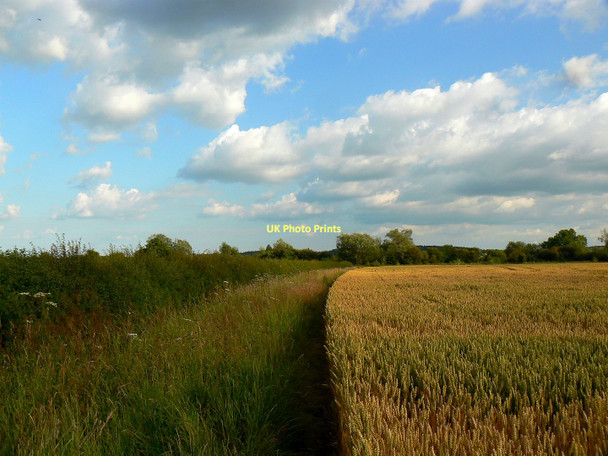Photo 6"x4" The path to the Thames from Kelmscott Kelmscot c2011