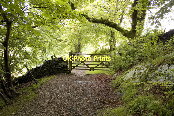 Photo 6"x4" Entrance to Spicka Coppice near Outgate Outgate c2011