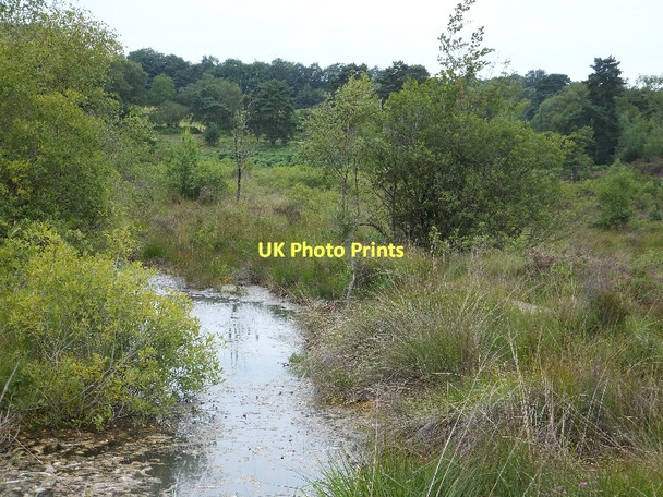 Photo 6"x4" Small pond in Bystock nature reserve Hulham c2011