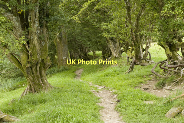 Photo 6"x4" Footpath from Mill Bridge to Torver Scar Head c2011